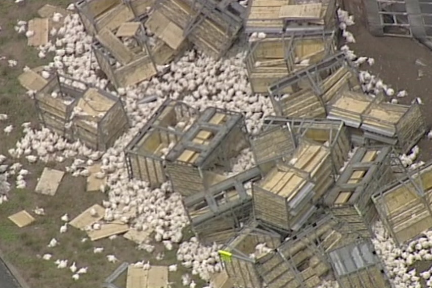 Hundreds of chickens appear to have died after the truck rolled off the highway.
