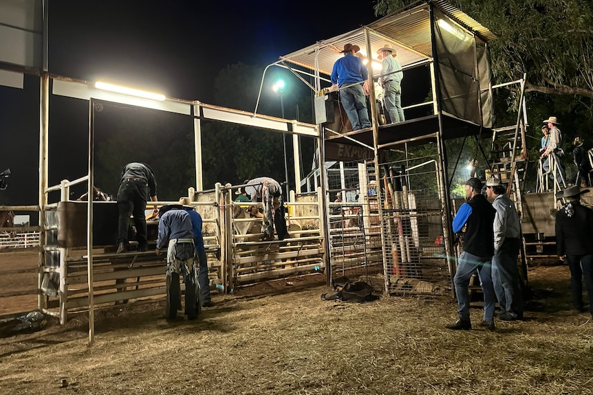 People gathered around a bull-riding chute and pen at night.