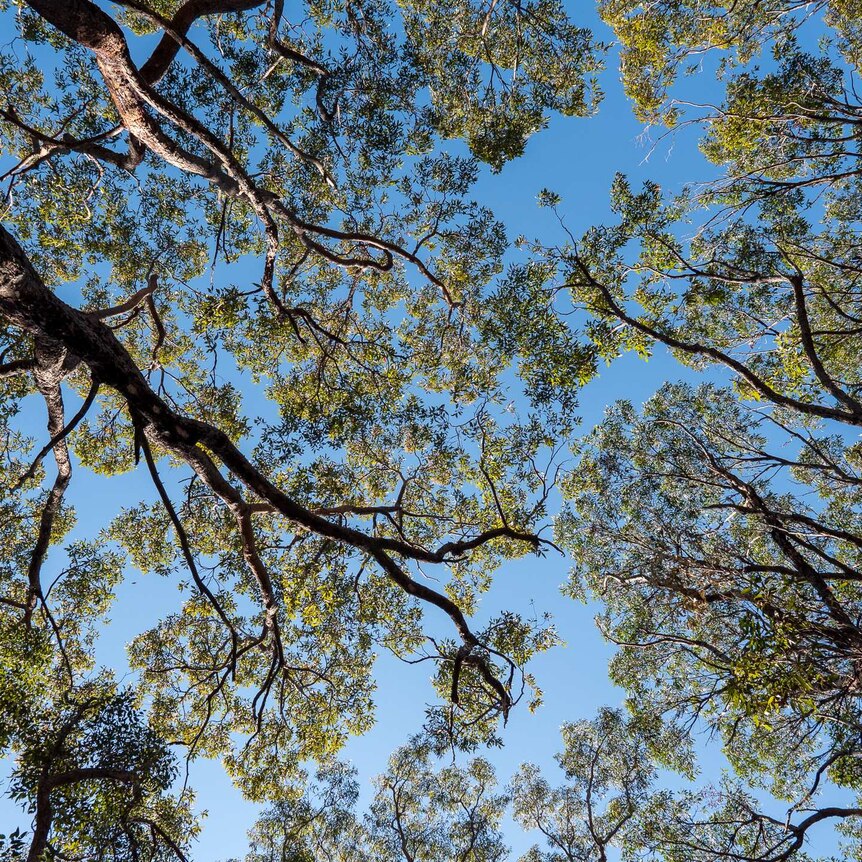 Looking up to at vibrant blue sky and tall gum trees.