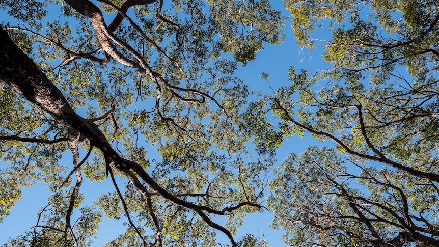 Looking up to at vibrant blue sky and tall gum trees.