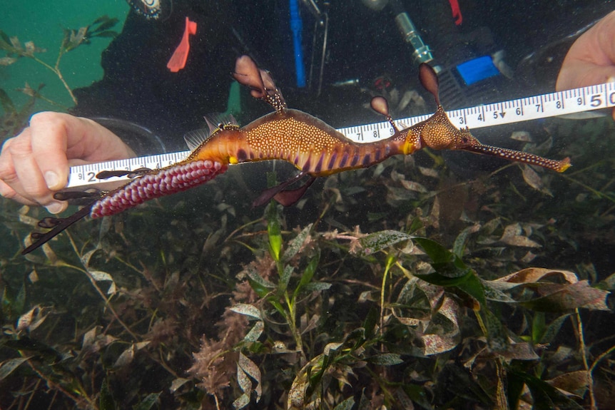 Seadragon measurement