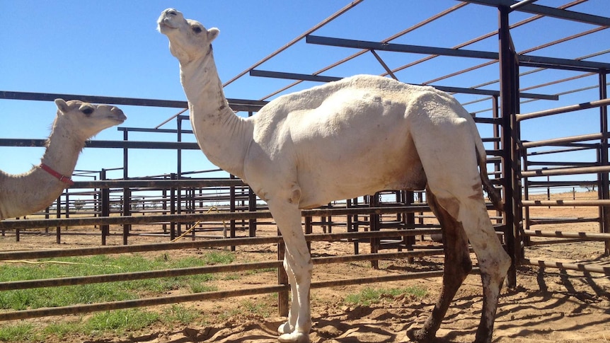 White camel