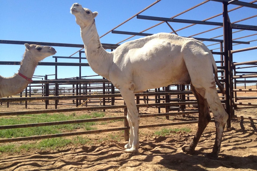 White camel