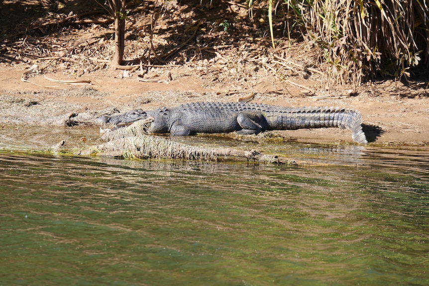 A large crocodile suns itself on the bank