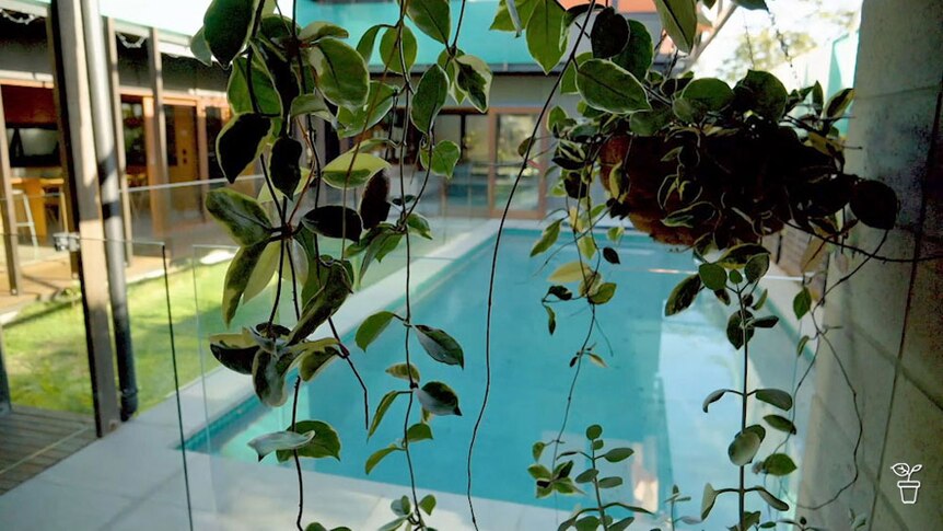 Vines with a swimming pool in the background.