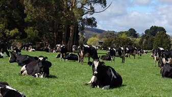 Tasmanian dairy farm (ABC rural: Jayne Landsberg)