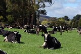 Tasmanian dairy farm (ABC rural: Jayne Landsberg)