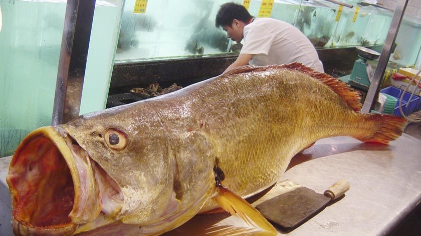 Bargain: the giant golden-coloured tiger fish is a symbol of good fortune.