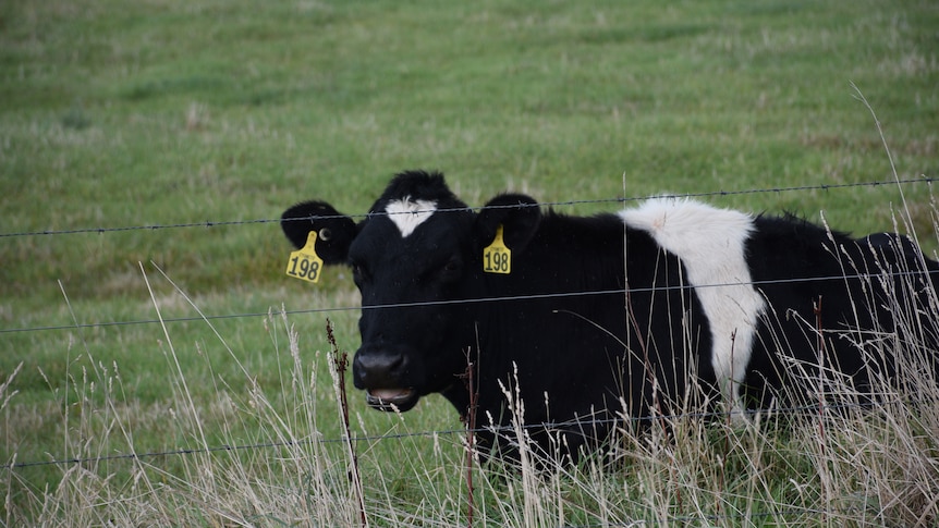 One of the cows sits in a field at Van Dairy.