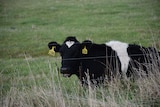 One of the cows sits in a field at Van Dairy.