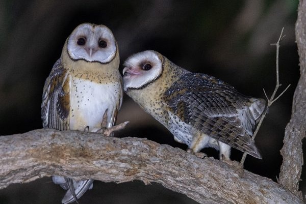 A pair of masked owls in Margaret River
