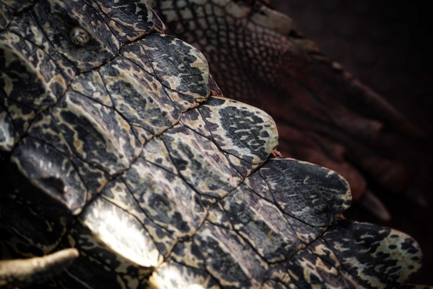 A close-up of crocodile scales