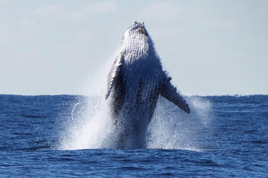A humpback whale breaches up in waters off South Stradbroke Island on Queensland's Gold Coast in July 2017.