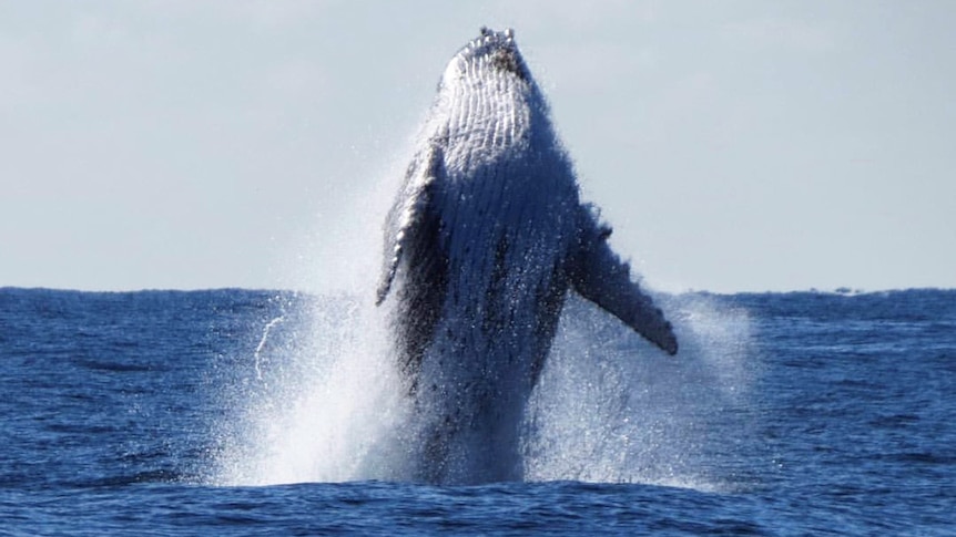 A humpback whale breaches up in waters off South Stradbroke Island on Queensland's Gold Coast in July 2017.