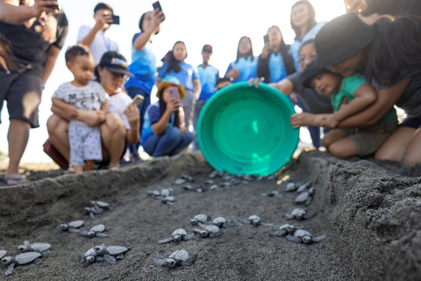 People hold up their phones to capture turles on the sand that have been released from a bucket. 