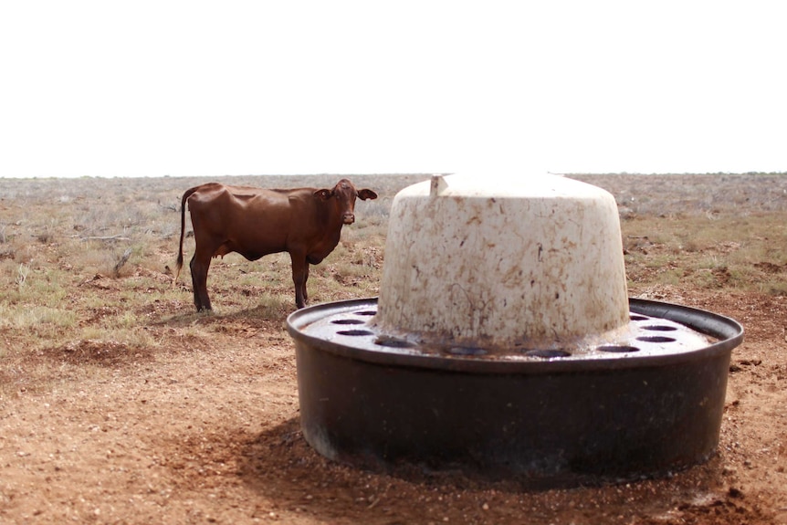 A single cow stands in an empty paddock beside a supplement trough