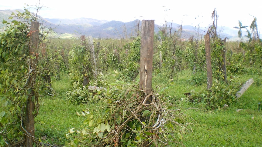 Pepper vines were stripped from their posts in the destructive winds of Cyclone Yasi