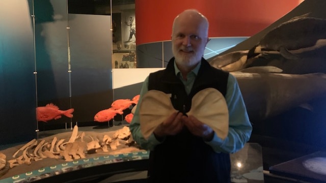 Program Delivery Officer at the Tasmanian Museum and Art Gallery, Richard Hale holding Seal shoulder bones.