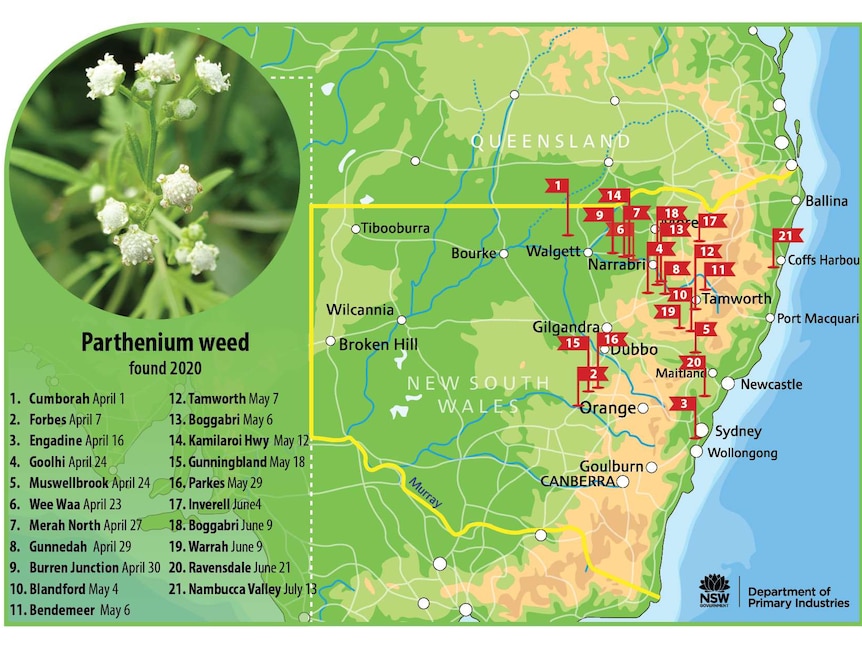 Map of parthenium weed in NSW.