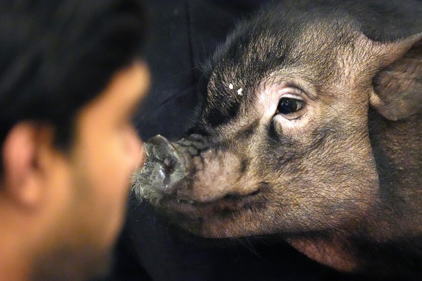 A close up of a black and pink pig's face next to a person's head.