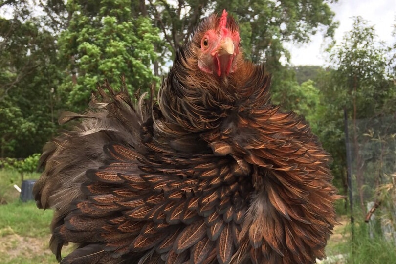 A chook sitting in a back yard ruffles its feathers.
