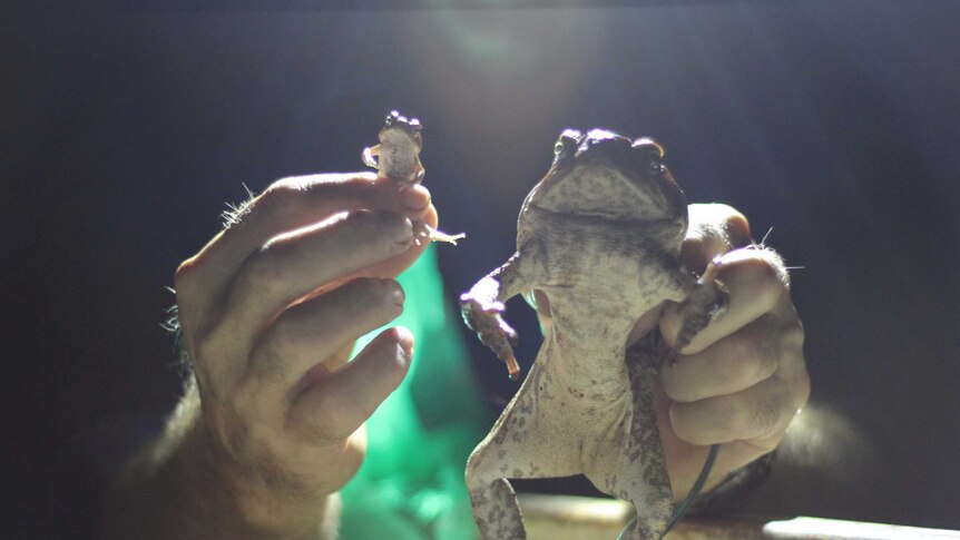 A very large and a very small infant cane toad.