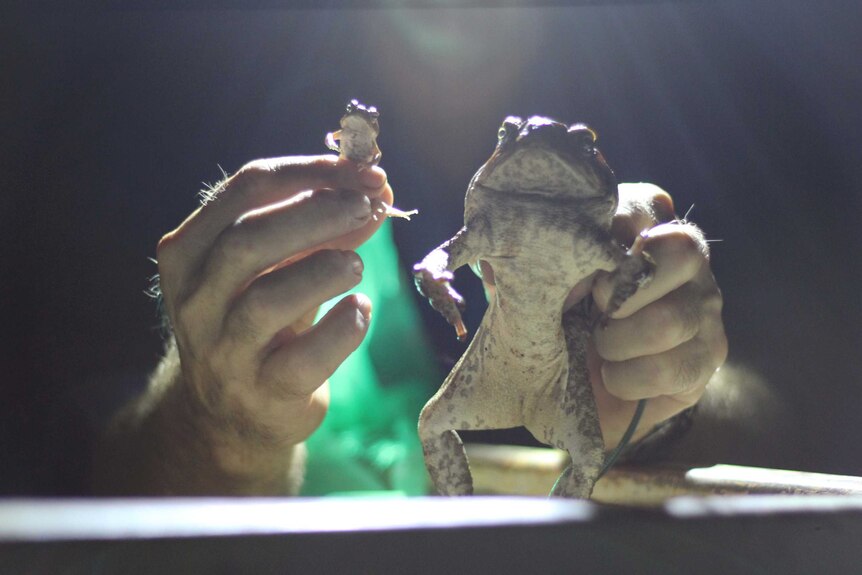A very large and a very small infant cane toad.
