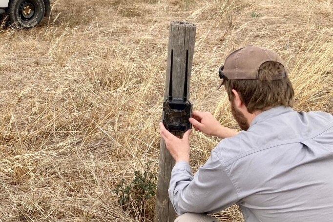 A man touching a deer monitoring device on a wooden log