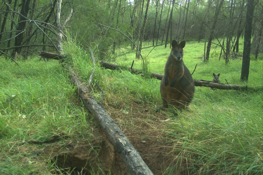 An adult and joey swamp wallaby at a wombat burrow.