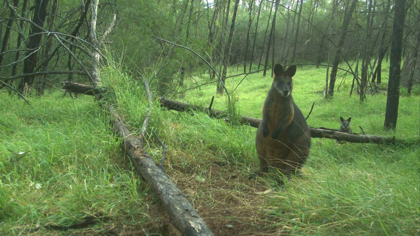 An adult and joey swamp wallaby at a wombat burrow.