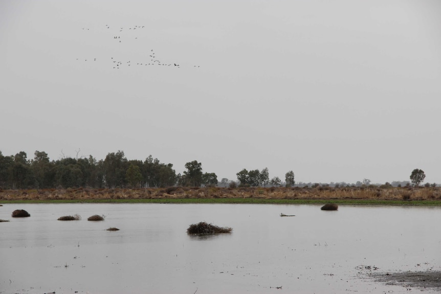 Great Cumbung Swamp