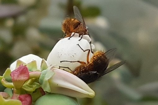 Flies on blueberries