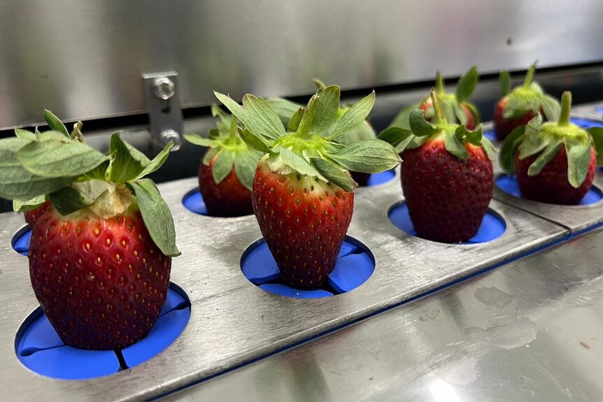 Strawberries rest in a machine.