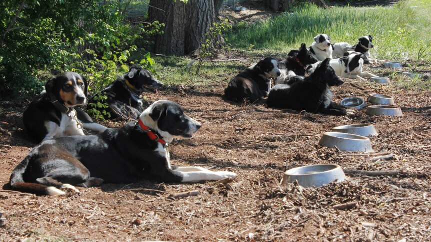 Sheep dogs sitting under the shade in Campbell Town