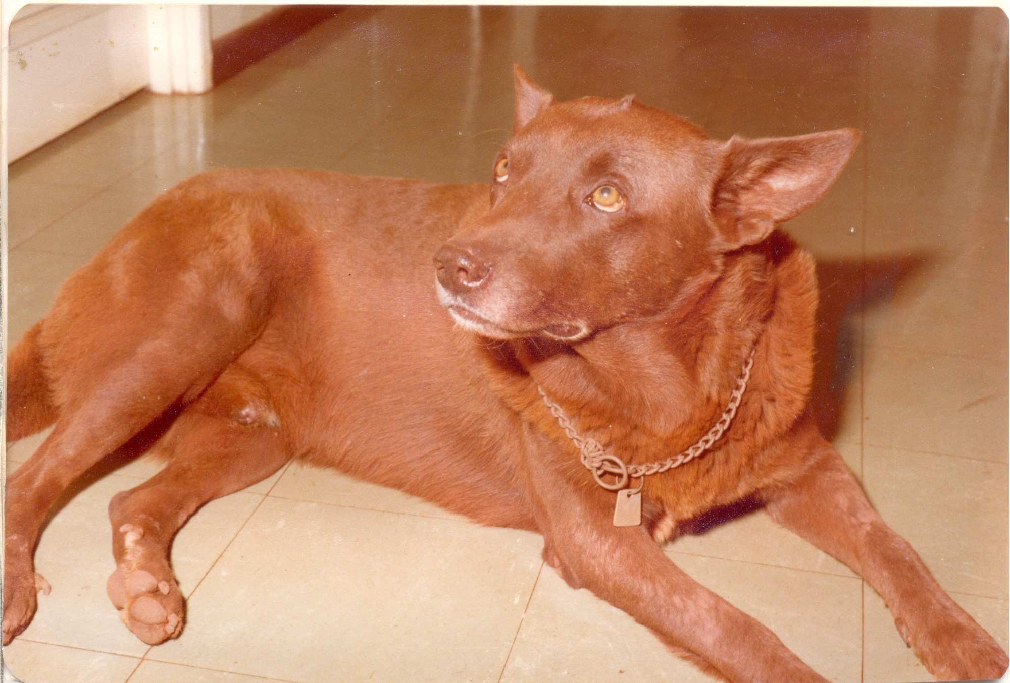 Дампьер австралия