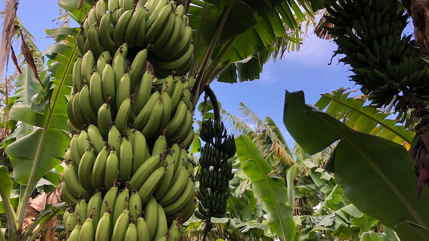 Perfect Summer, Unique Conditions Trigger WA Banana Boom