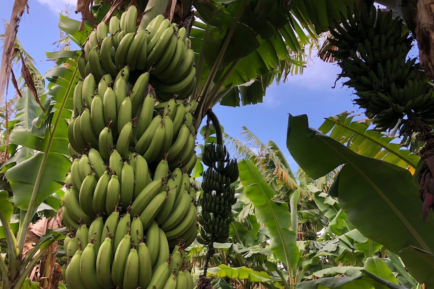 Bunches of green bananas sit beneath a blue sky