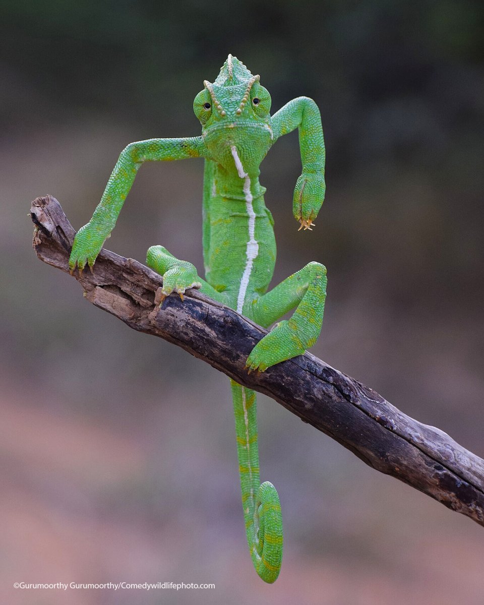 A green chameleon appears to pose on a stick in a strange way.