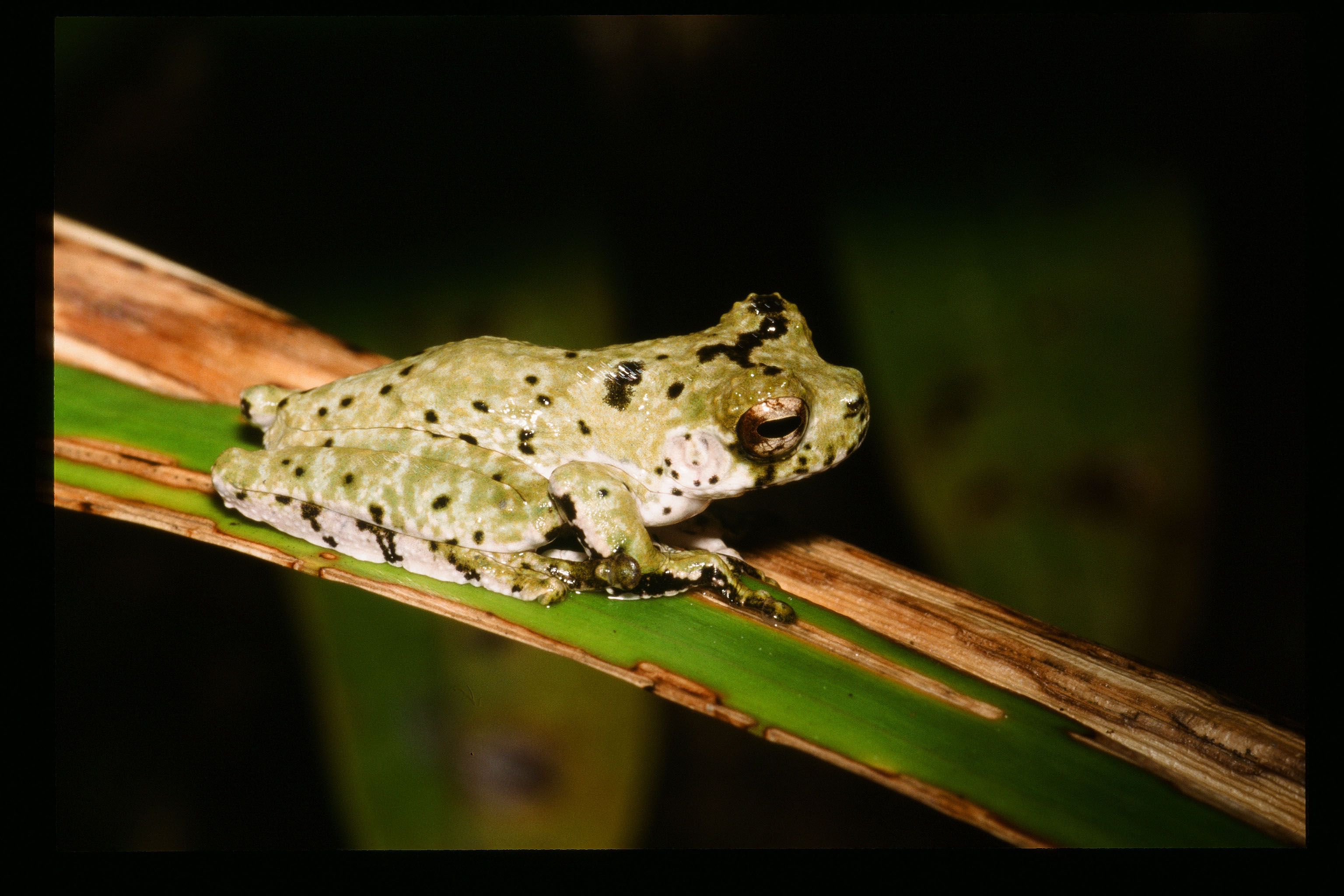 'Bird Poo' Frog Among Five New Species Classified In Papua New Guinea ...