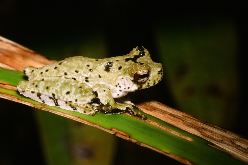 Black green and white frog.