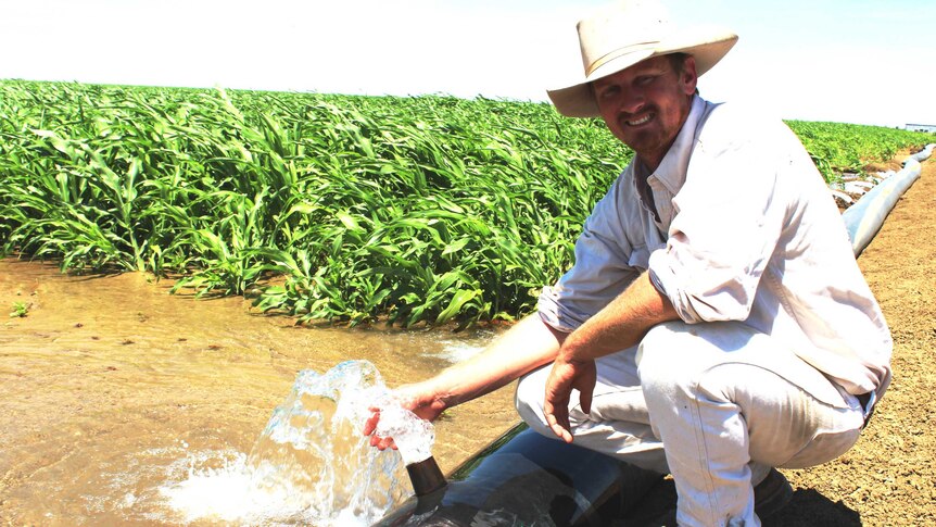 Grazier Robert Lord kneels next to a water pipe alongside an irrigated sorghum crop at Kilterry Station.
