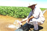 Grazier Robert Lord kneels next to a water pipe alongside an irrigated sorghum crop at Kilterry Station.