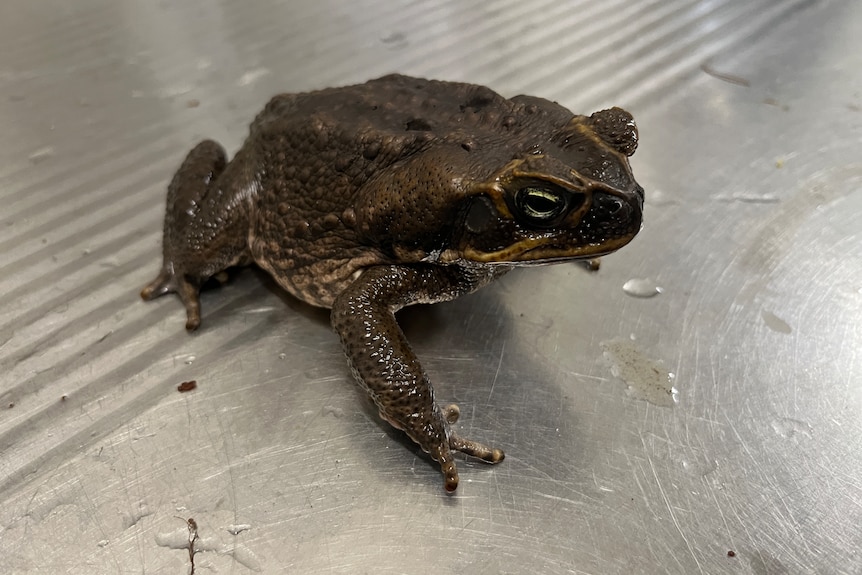 An image of a cane toad on a metal surface.