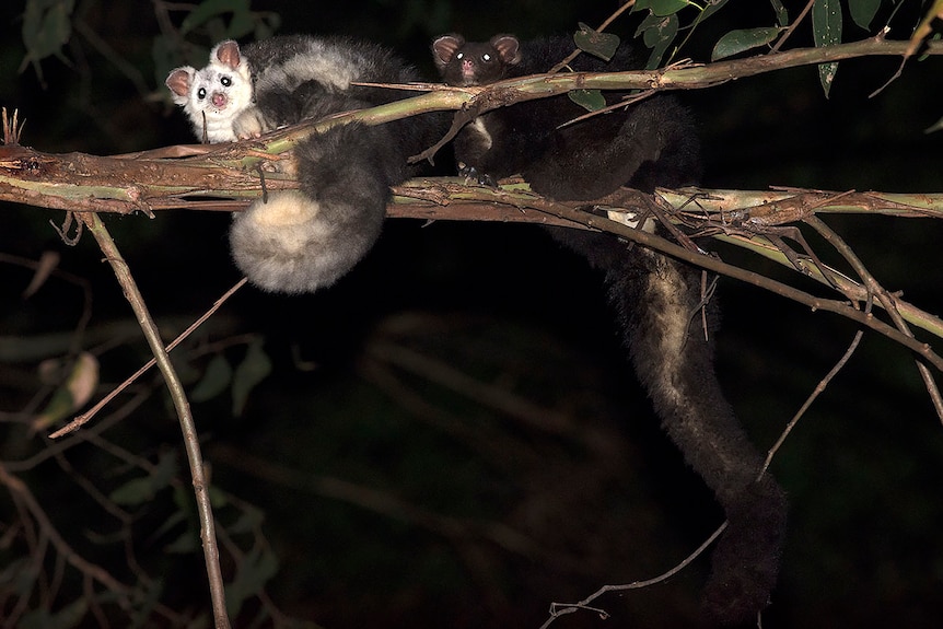 Greater gliders in the dark.