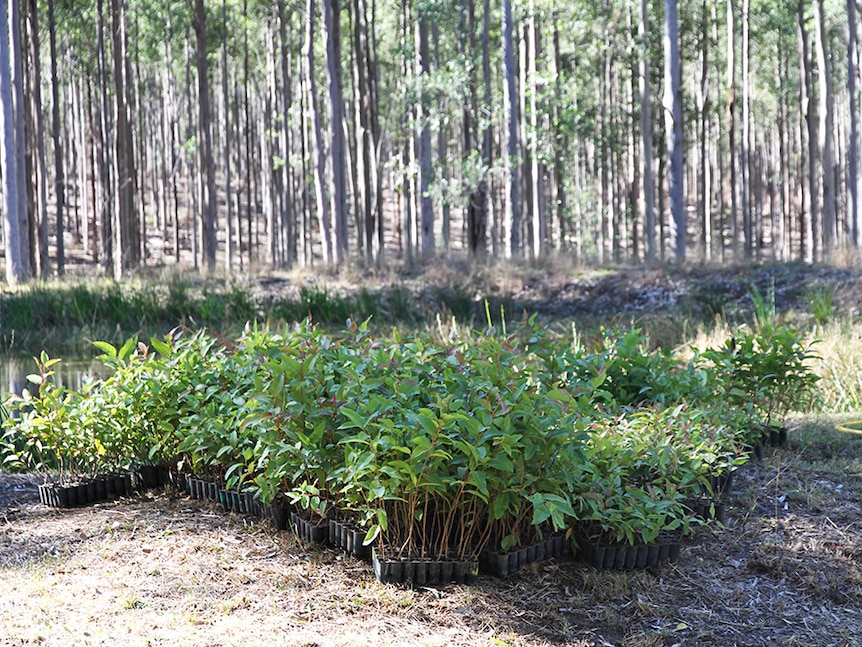 Tree seedlings.