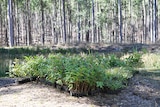 Tree seedlings.