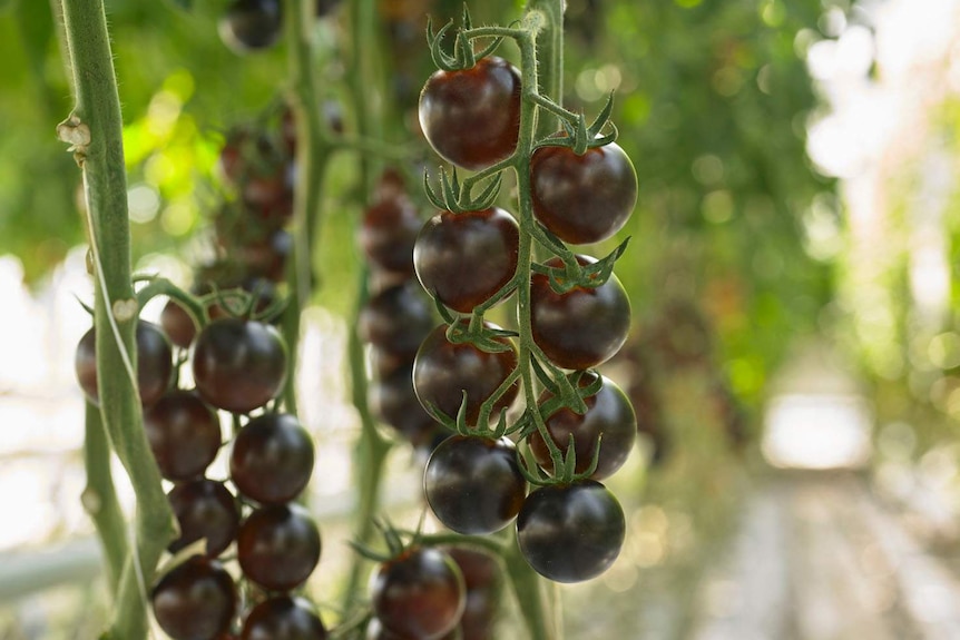 Yoom tomatoes on the vine