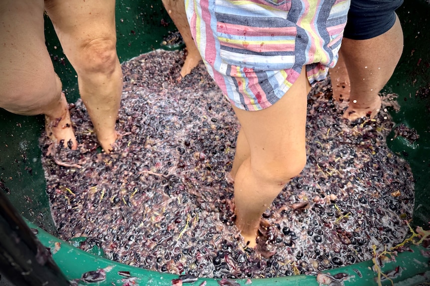 A close up image of three pairs of legs crushing grapes.