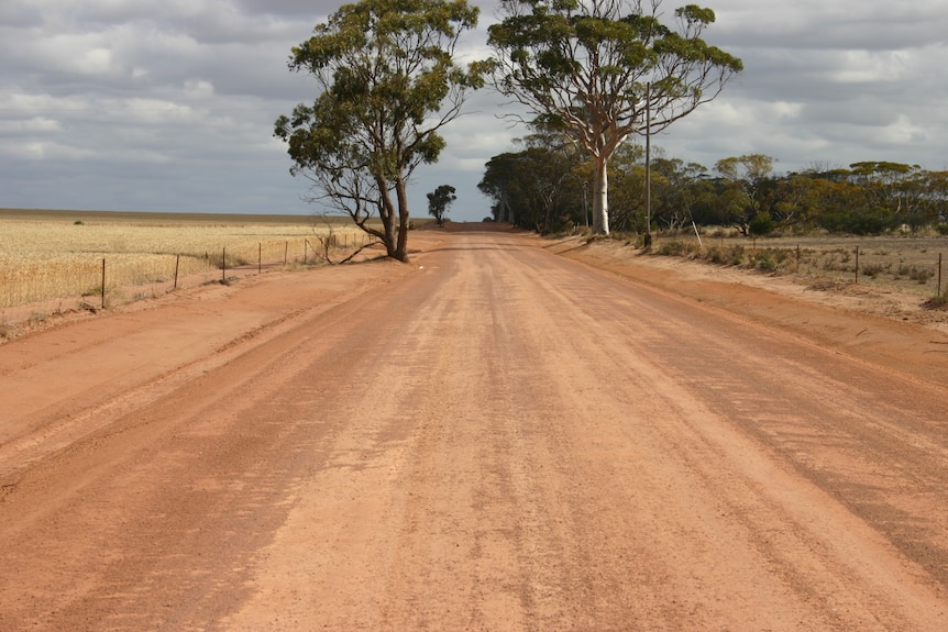 photo of gravel road with a wheat crop in the paddock and a tree on either side with no bush or other vegetation.