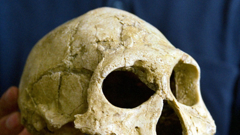 A 1.75-million-year-old skull believed to be an example of Homo erectus (File photo).